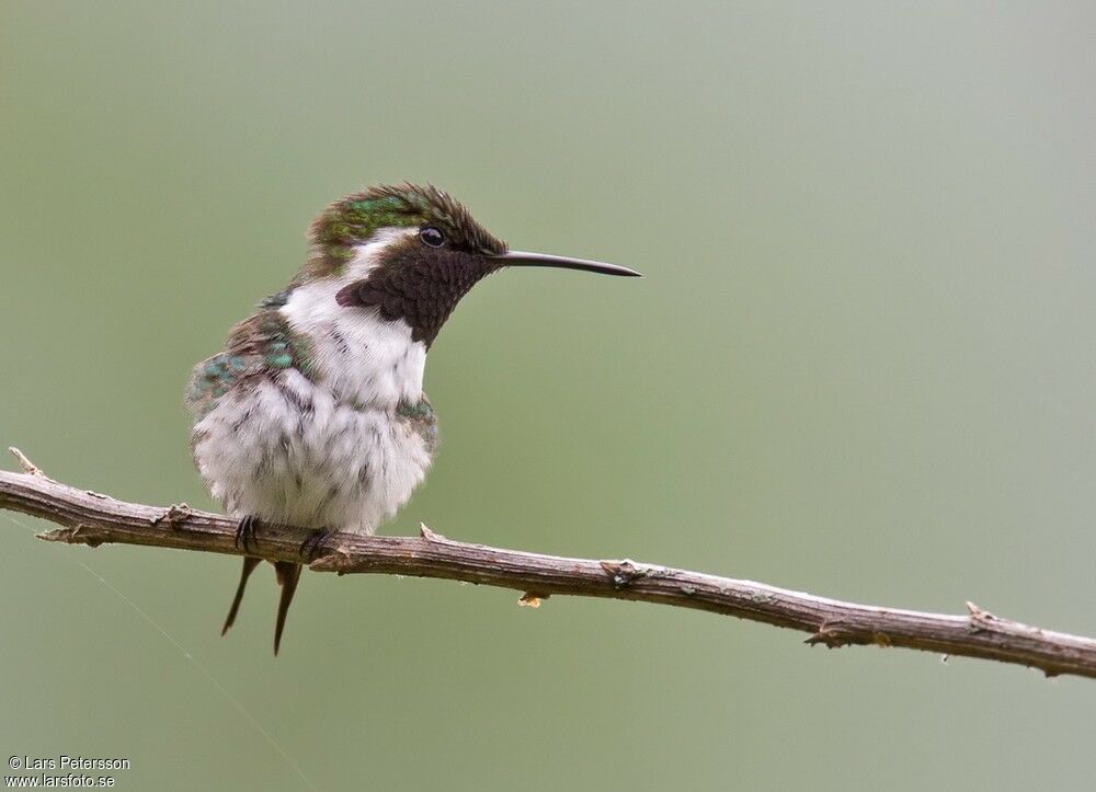 Colibri de Berlepsch