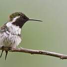Colibri de Berlepsch