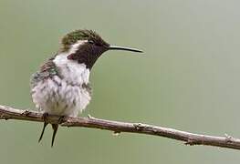 Colibri de Berlepsch