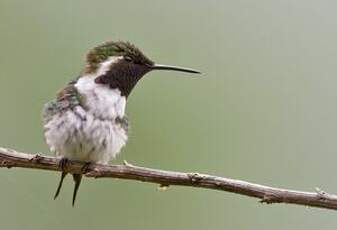 Colibri de Berlepsch