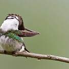 Colibri de Berlepsch
