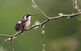 Colibri de Berlepsch