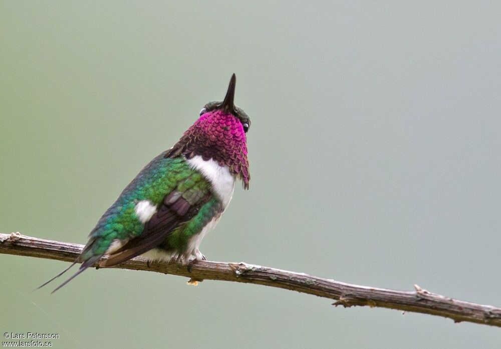 Colibri de Berlepsch