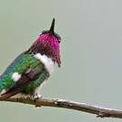 Colibri de Berlepsch