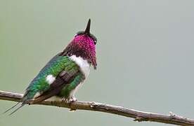 Colibri de Berlepsch