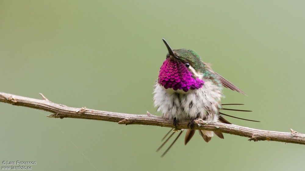 Colibri de Berlepsch