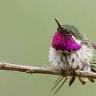 Colibri de Berlepsch