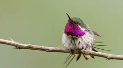 Colibri de Berlepsch