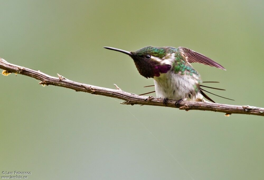 Colibri de Berlepsch