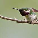 Colibri de Berlepsch