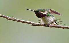 Colibri de Berlepsch