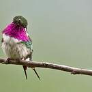 Colibri de Berlepsch