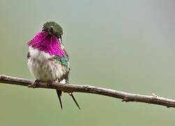 Colibri de Berlepsch