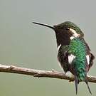 Colibri de Berlepsch