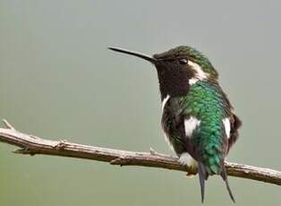 Colibri de Berlepsch