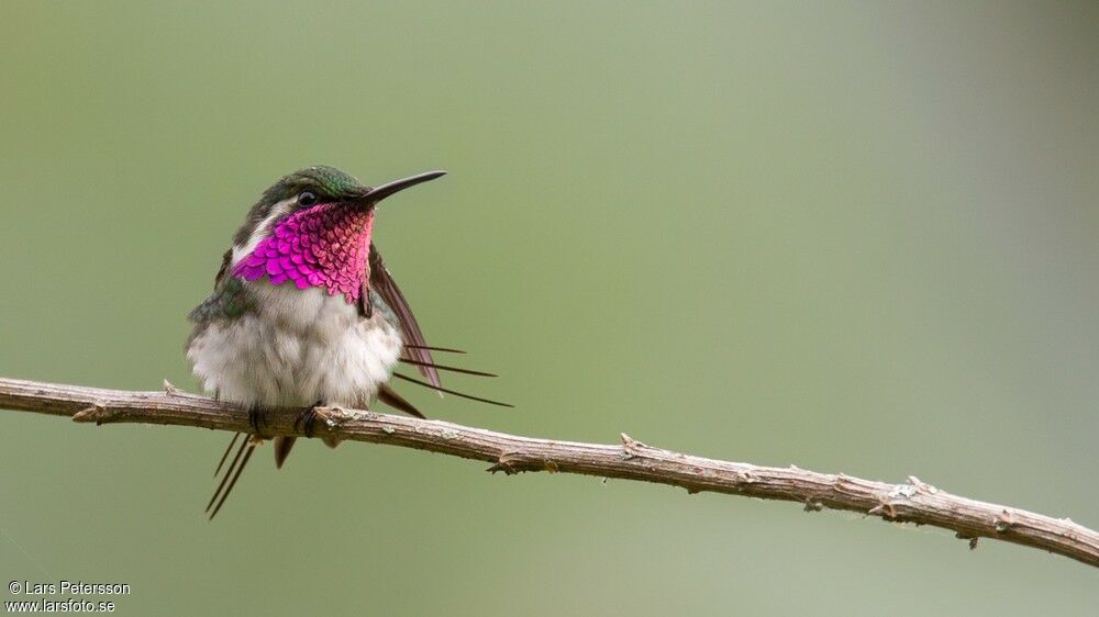 Colibri de Berlepsch