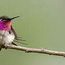 Colibri de Berlepsch