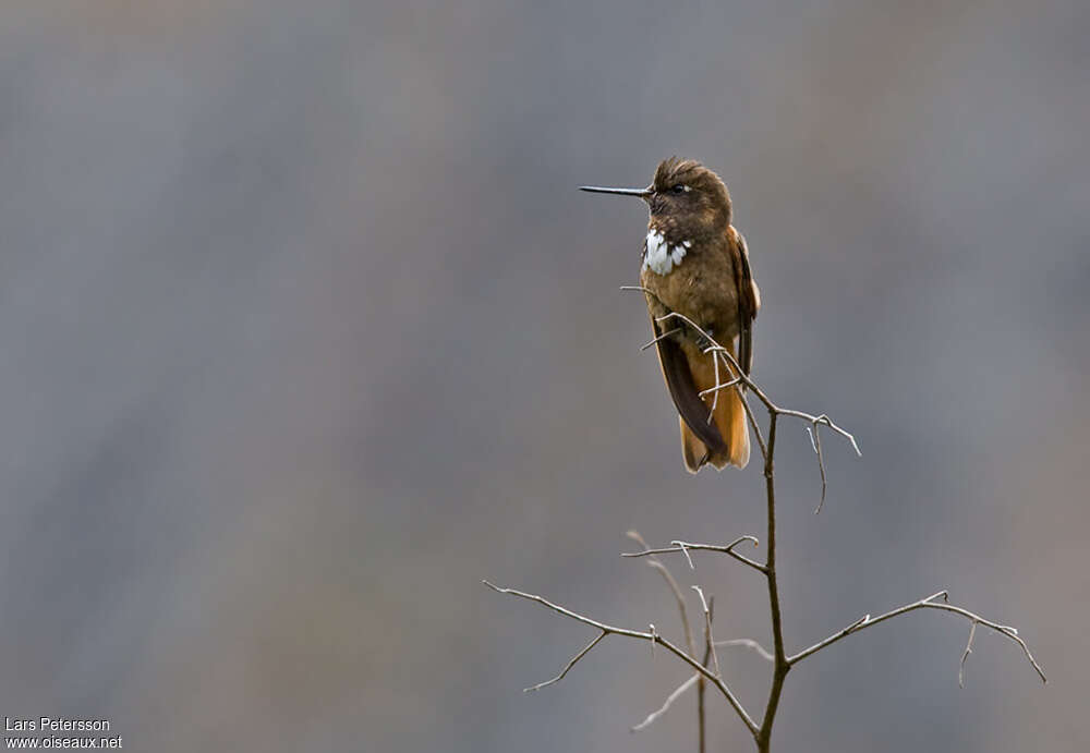 Colibri de Castelnau adulte