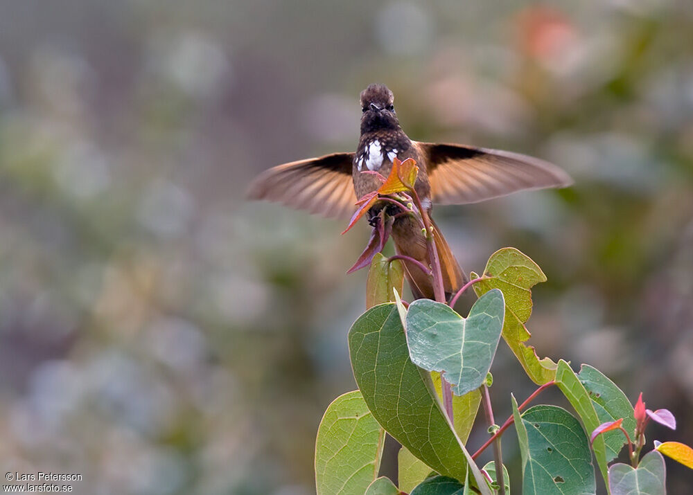 Colibri de Castelneau