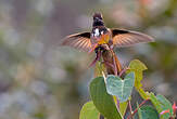 Colibri de Castelneau