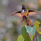 Colibri de Castelneau