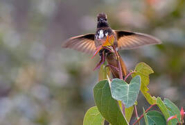 White-tufted Sunbeam