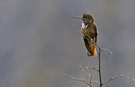 White-tufted Sunbeam