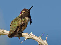 Costa's Hummingbird