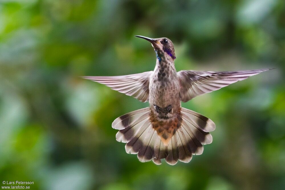 Brown Violetear