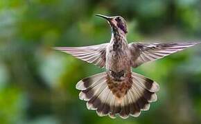 Brown Violetear