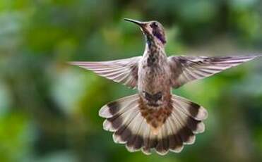 Colibri de Delphine