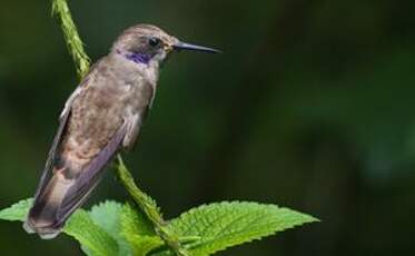 Colibri de Delphine