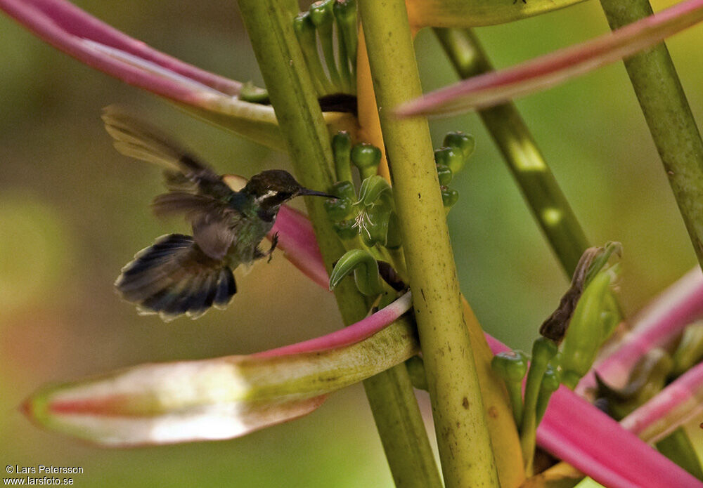 Geoffroy's Wedgebill