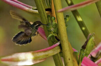 Colibri de Geoffroy