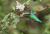 Colibri de Goudot