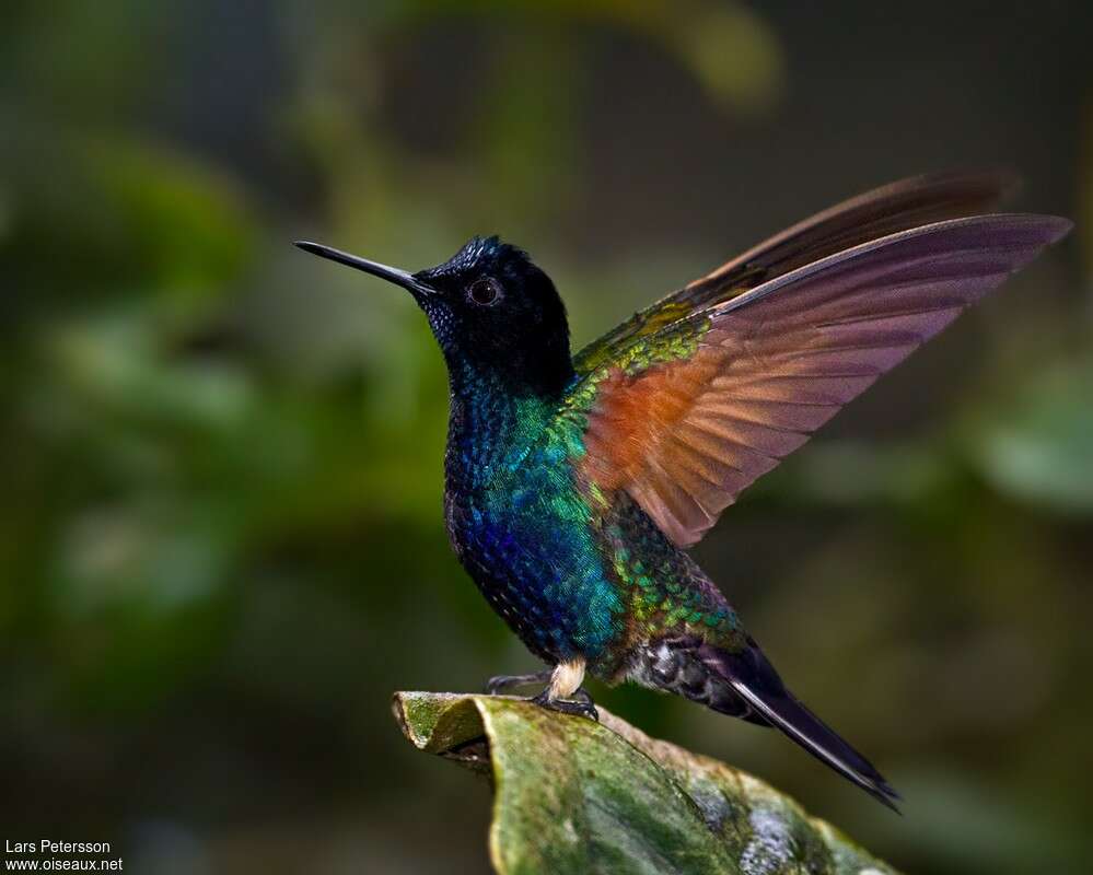 Colibri de Jardineadulte, pigmentation