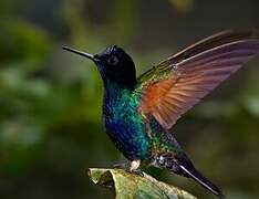 Colibri de Jardine