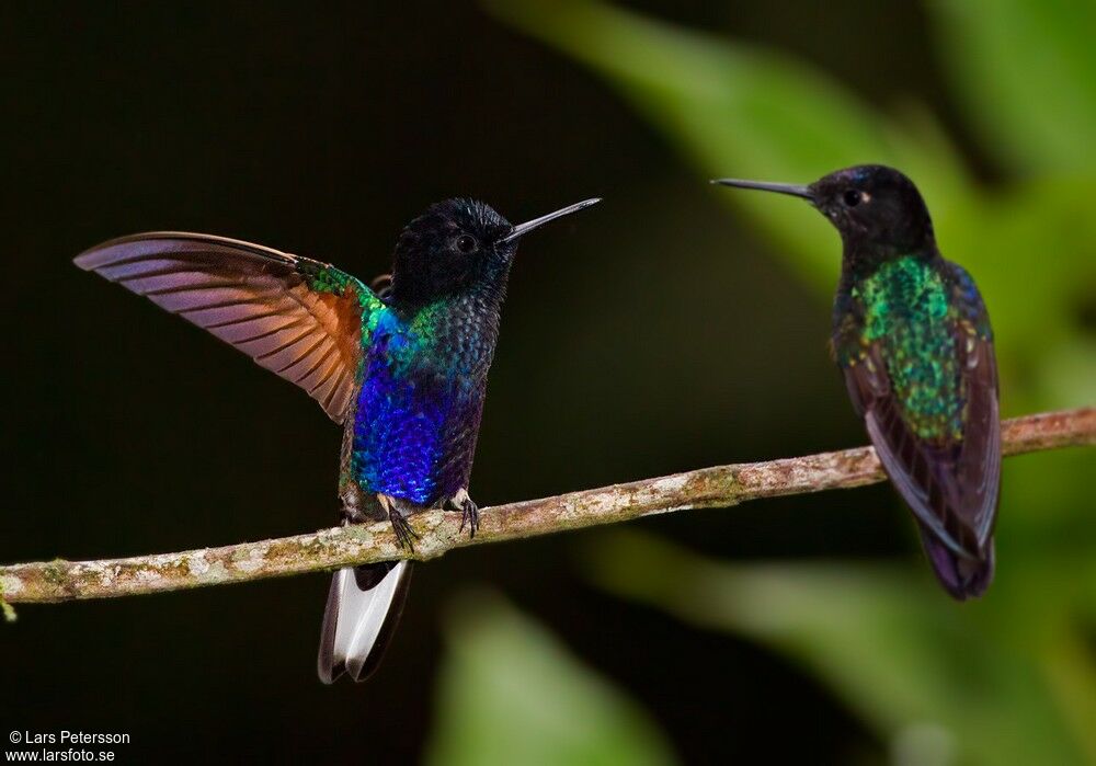 Velvet-purple Coronet