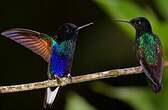 Colibri de Jardine