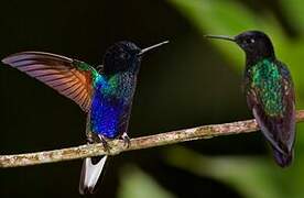 Velvet-purple Coronet