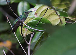 Violet-bellied Hummingbird