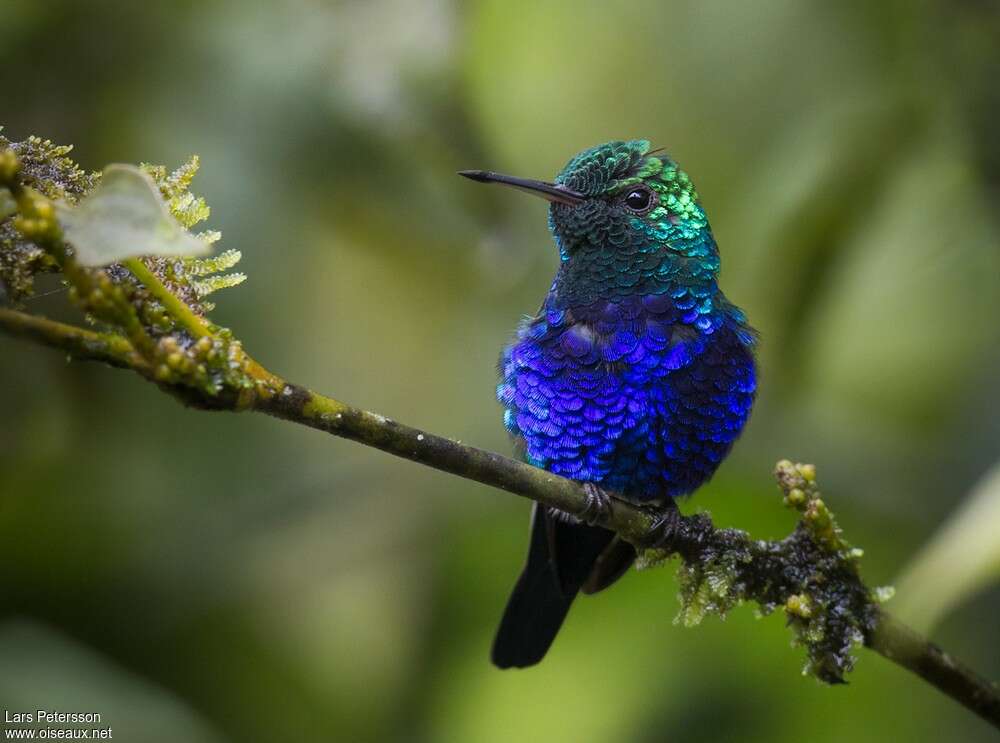 Violet-bellied Hummingbird male adult breeding, close-up portrait