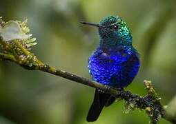 Violet-bellied Hummingbird