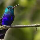 Colibri de Julie