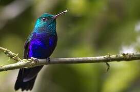 Violet-bellied Hummingbird