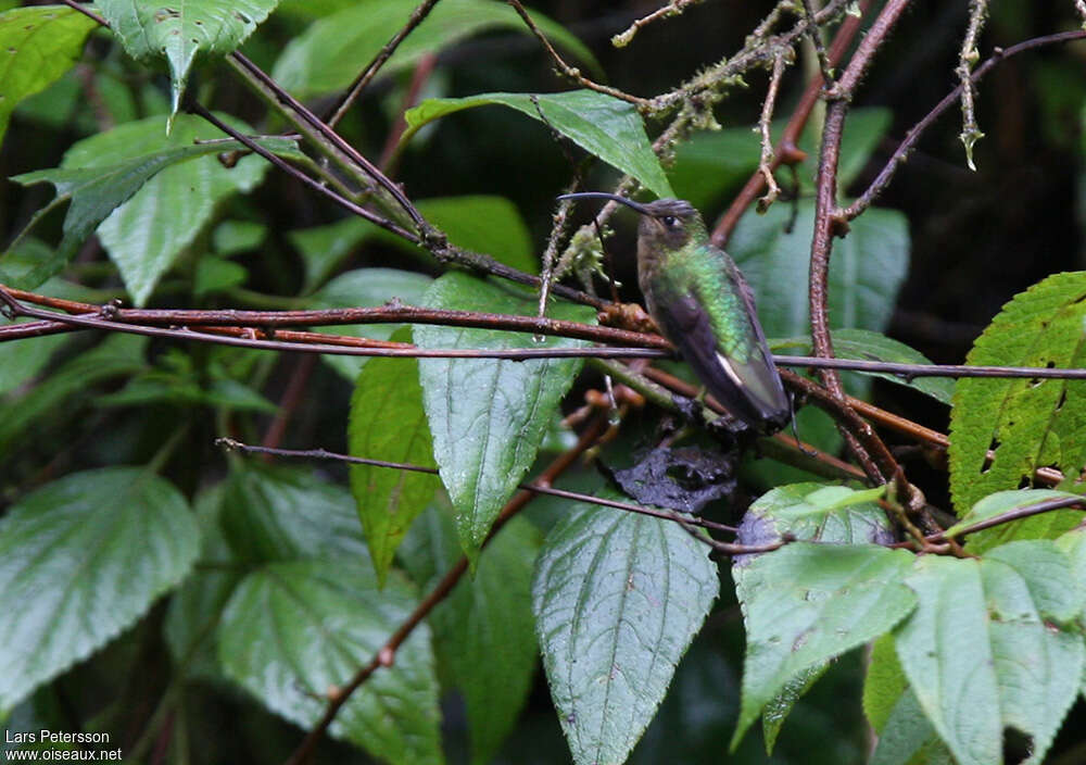 Colibri de Lafresnaye femelle, habitat, camouflage