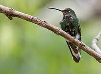 Colibri de Lafresnaye