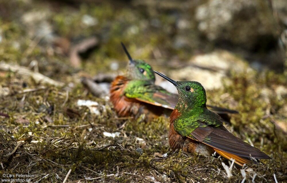 Chestnut-breasted Coronet