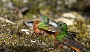 Chestnut-breasted Coronet