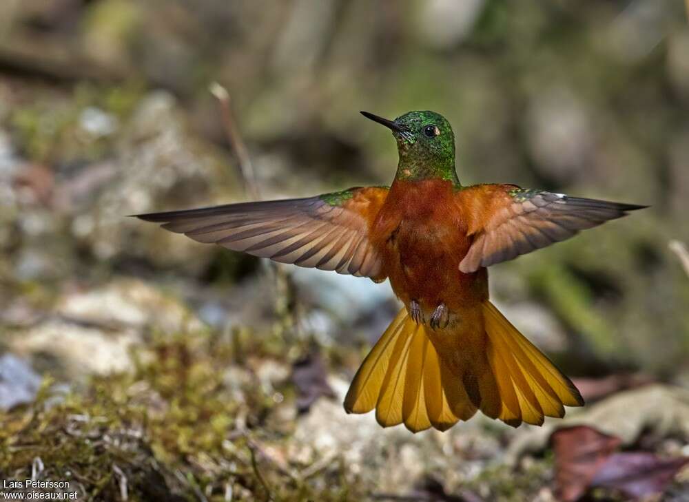 Colibri de Matthewsadulte, Vol